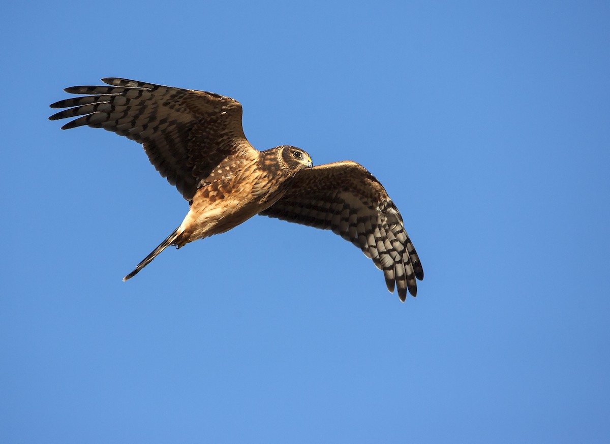 Cinereous Harrier - ML79782101