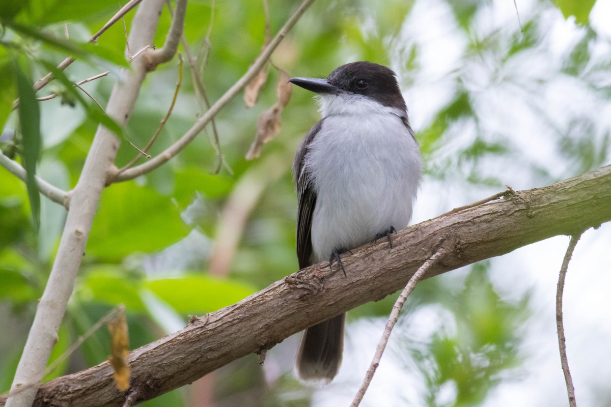 Loggerhead Kingbird - ML79783791