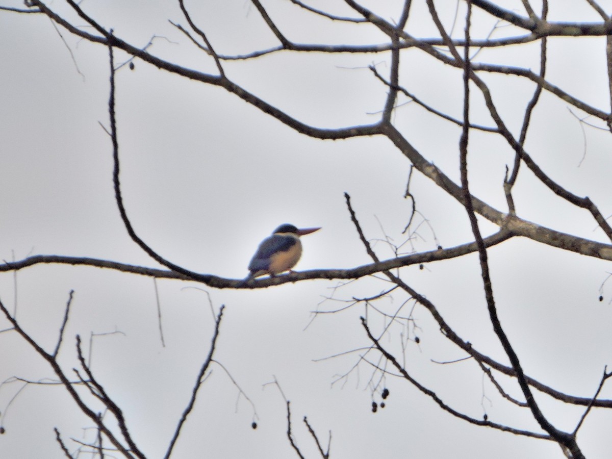 Black-capped Kingfisher - Nick Newberry