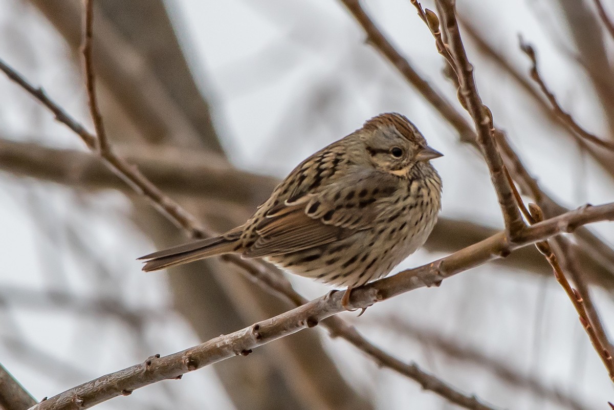 Lincoln's Sparrow - ML79786481