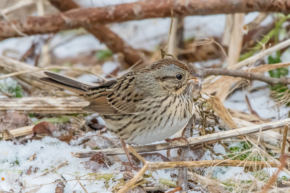 Lincoln's Sparrow - ML79786581