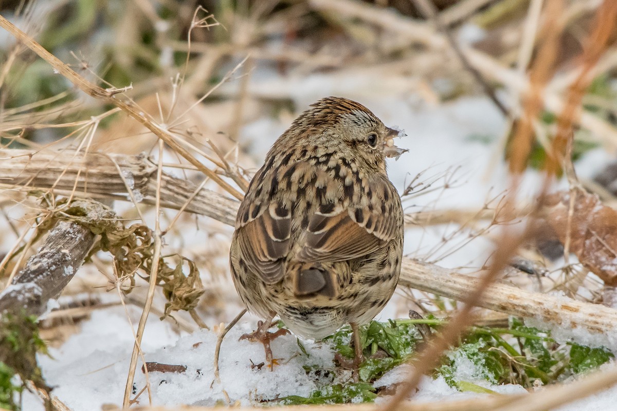 Lincoln's Sparrow - ML79786591