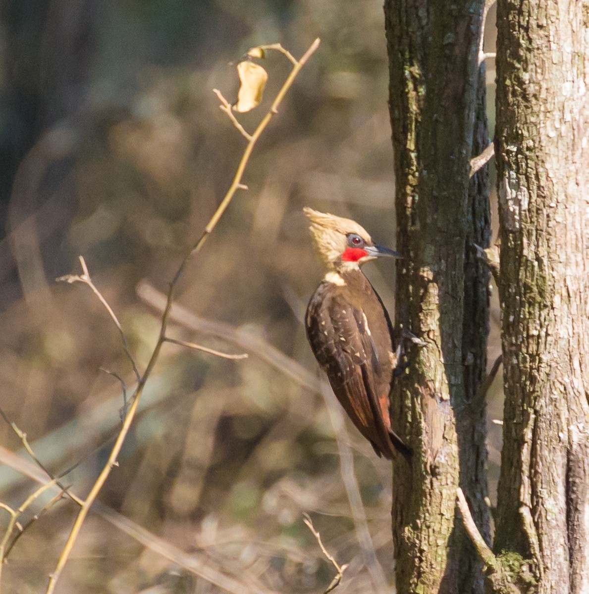 Pale-crested Woodpecker - Meg Barron