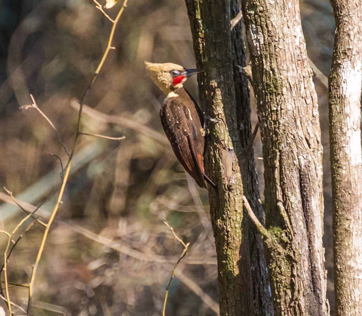 Pale-crested Woodpecker - Meg Barron