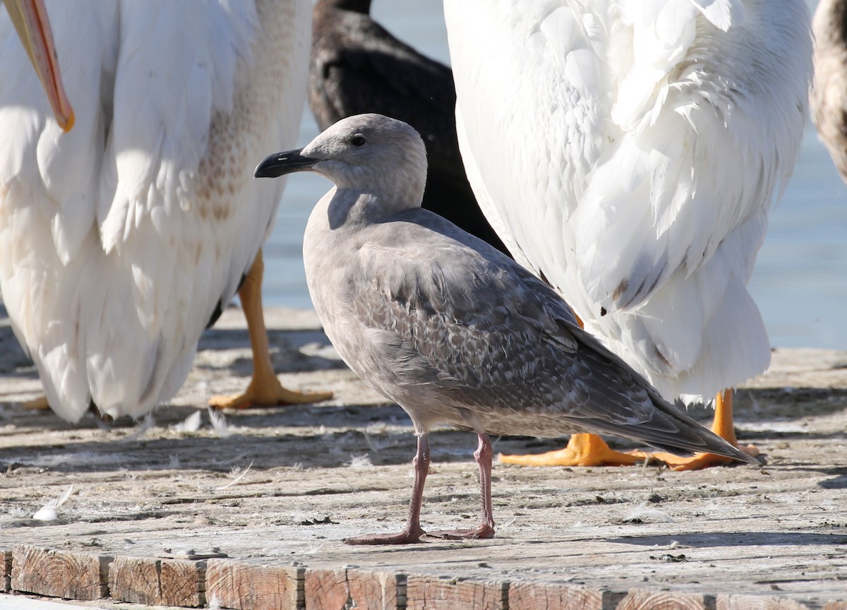 Glaucous-winged Gull - Matthew Grube