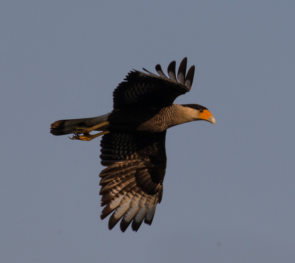 Caracara Carancho (sureño) - ML79791321