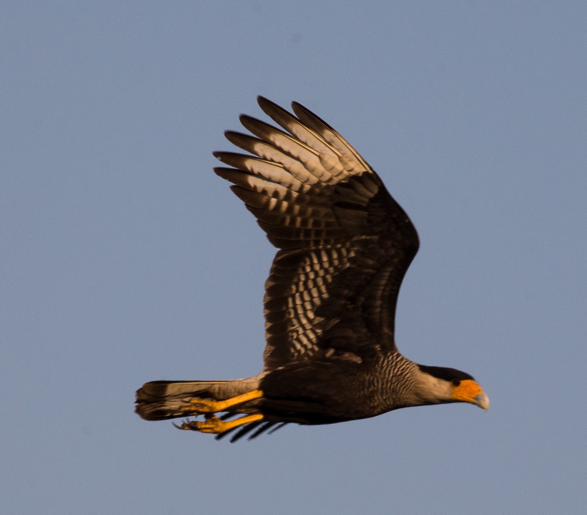 Caracara Carancho (sureño) - ML79791331