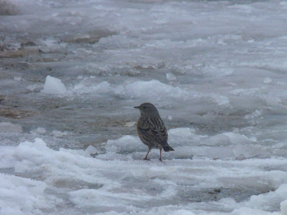 Alpine Accentor - Flávio Oliveira