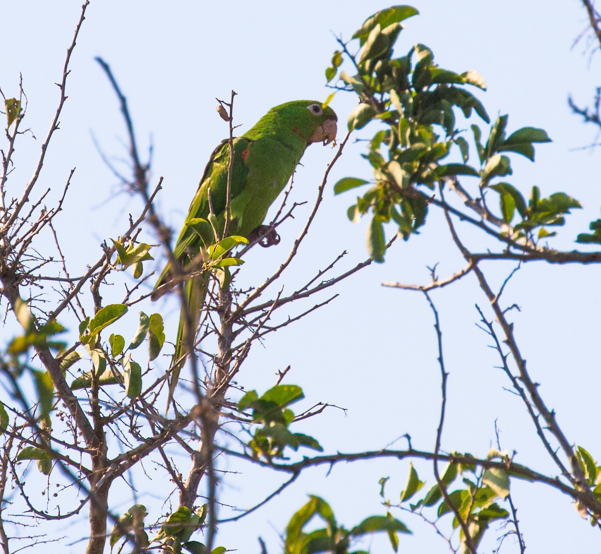 White-eyed Parakeet - Meg Barron