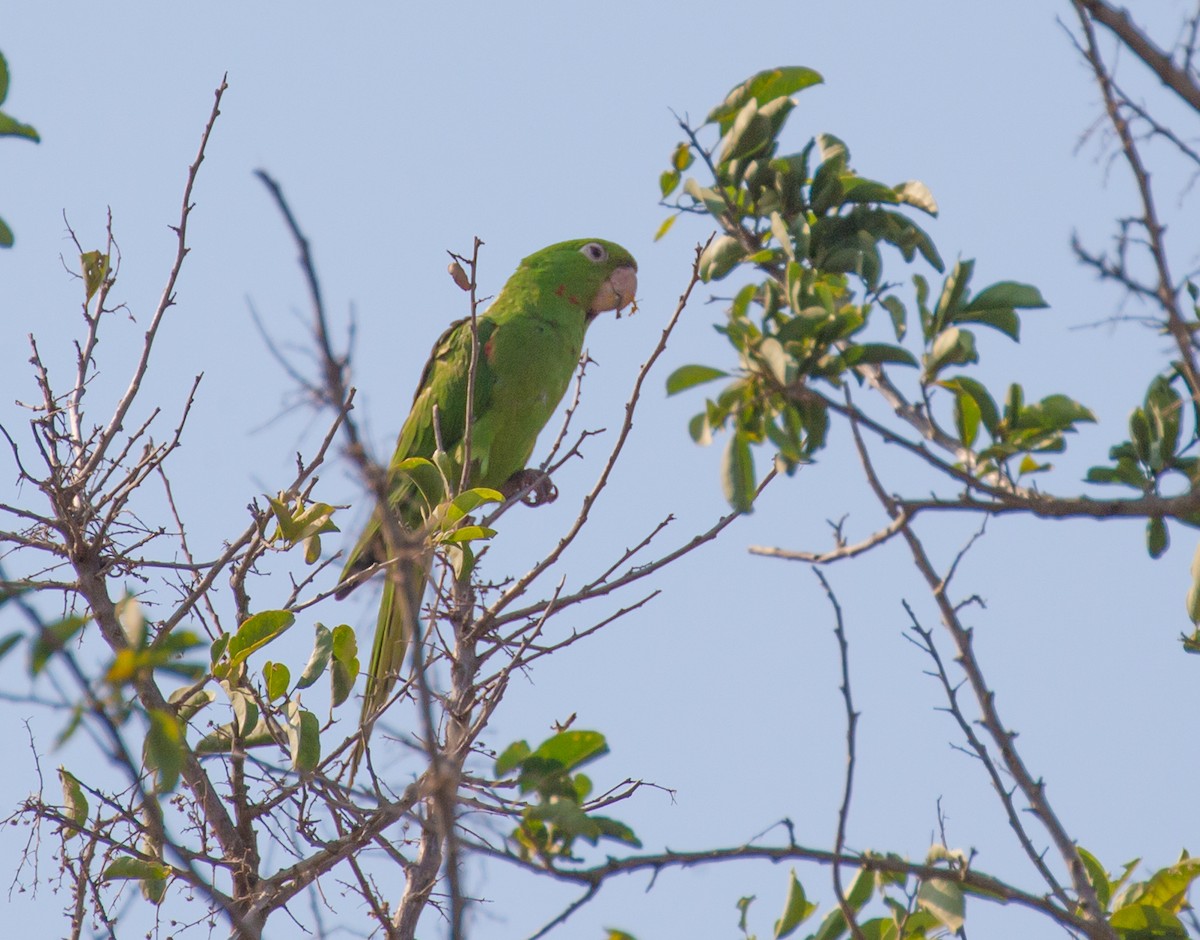 Aratinga Ojiblanca - ML79791881