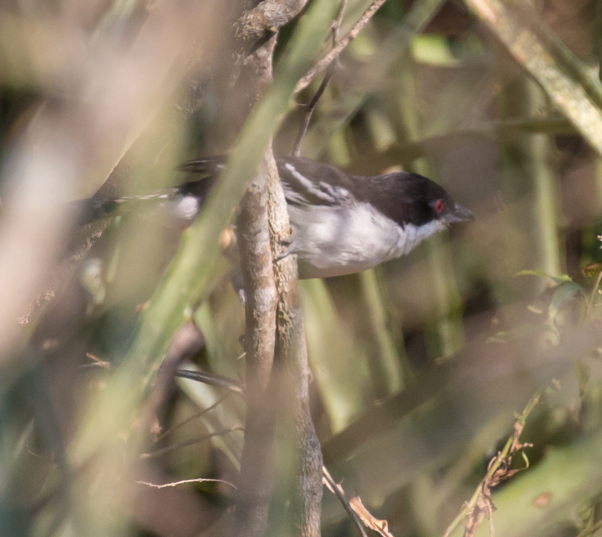 Great Antshrike - Meg Barron