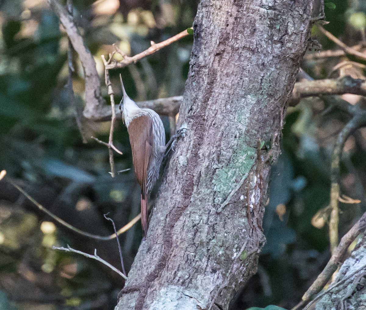 Narrow-billed Woodcreeper - Meg Barron