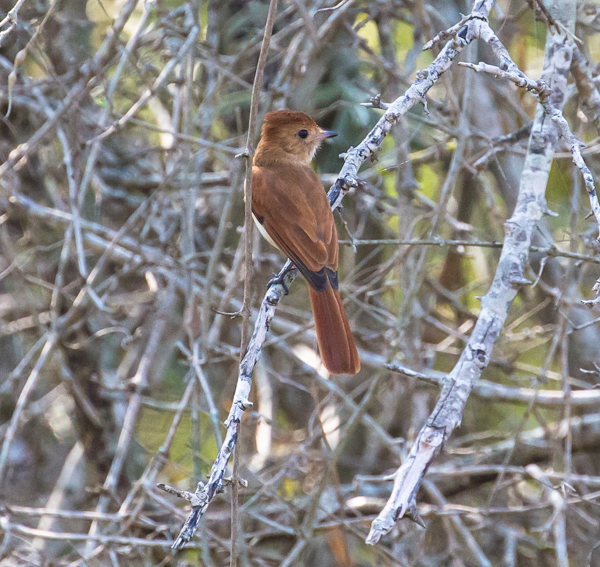 Rufous Casiornis - Meg Barron