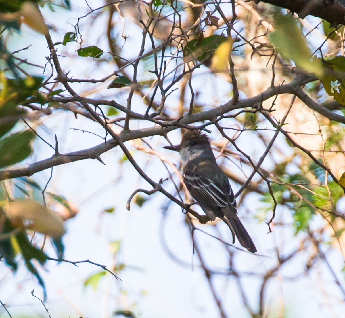 Swainson's Flycatcher - Meg Barron