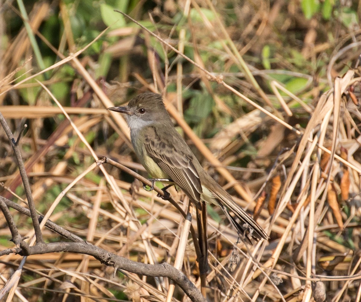 Swainson's Flycatcher - ML79793651