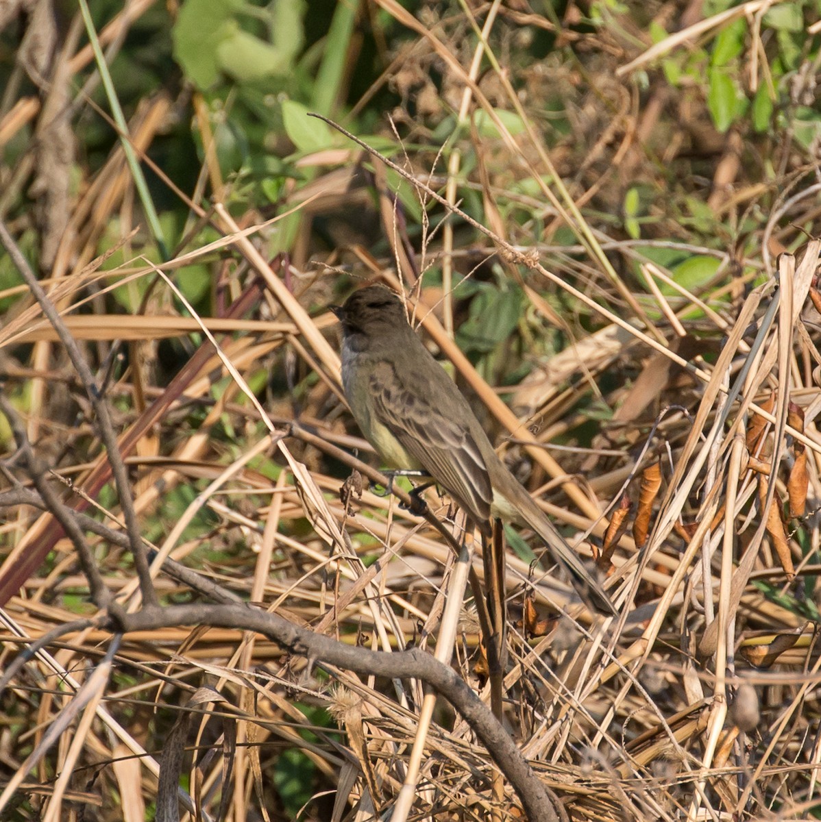 Swainson's Flycatcher - Meg Barron