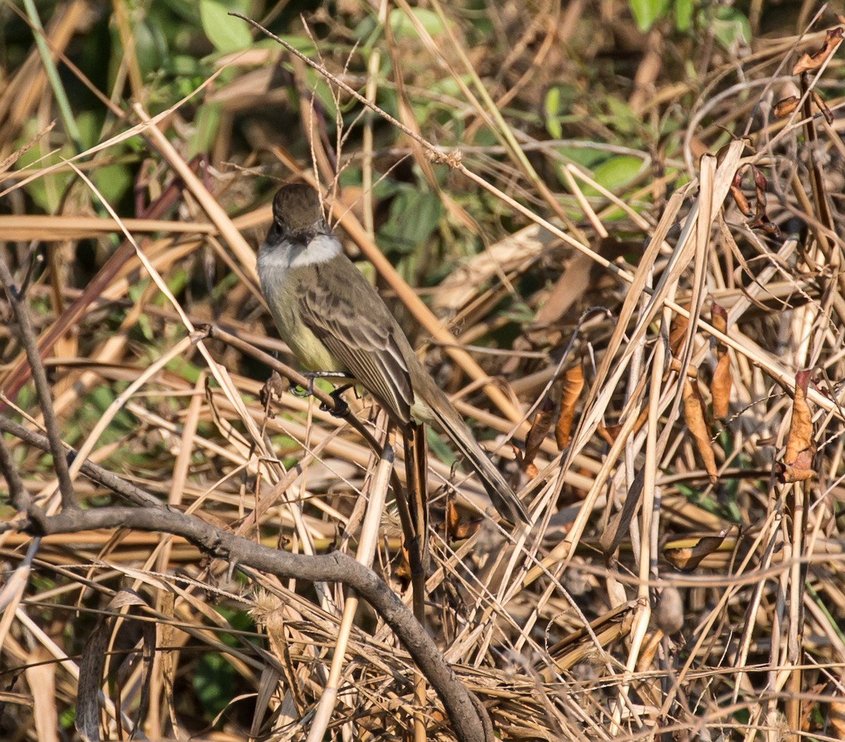 Swainson's Flycatcher - ML79793691