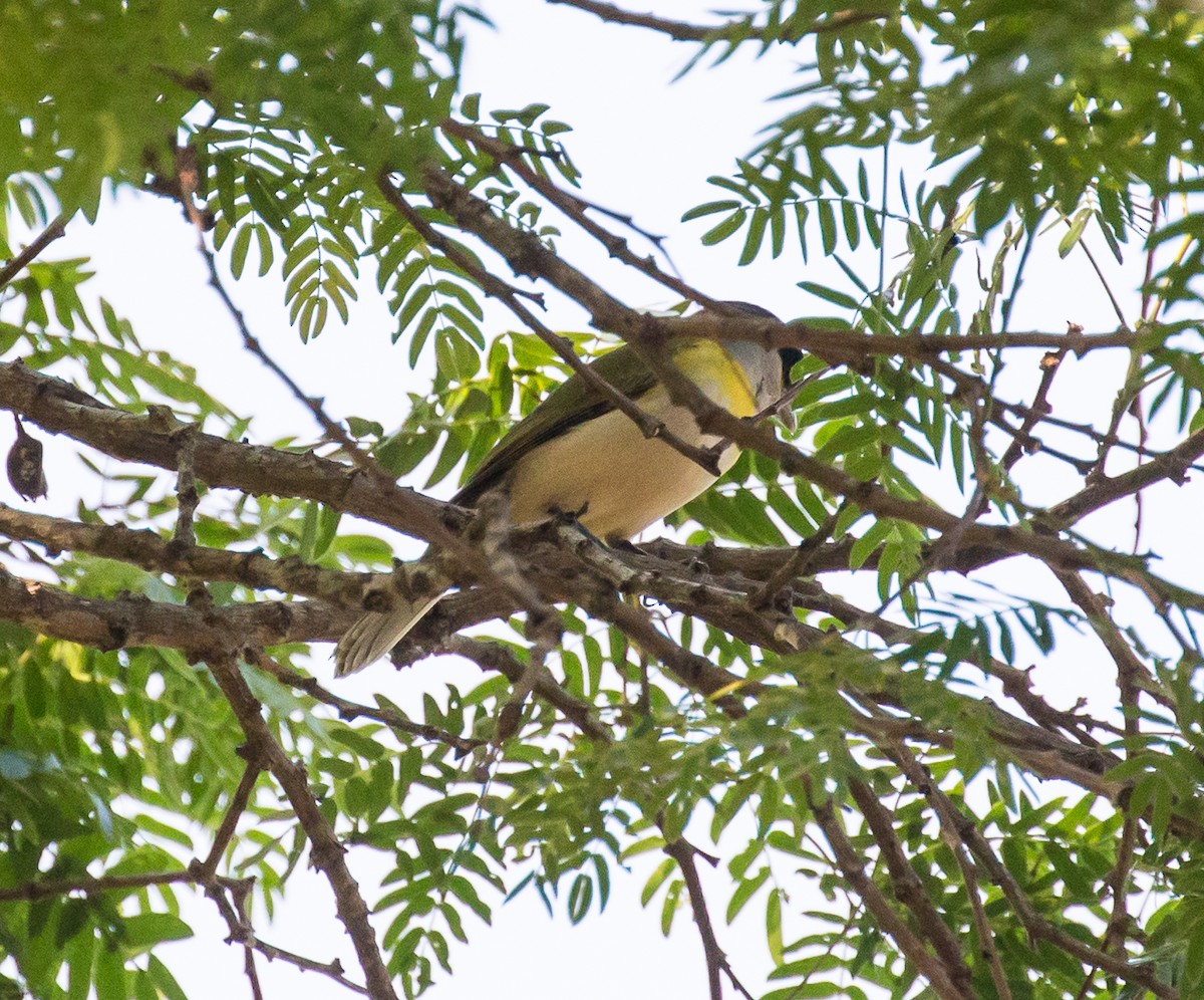 Green-backed Becard - Meg Barron