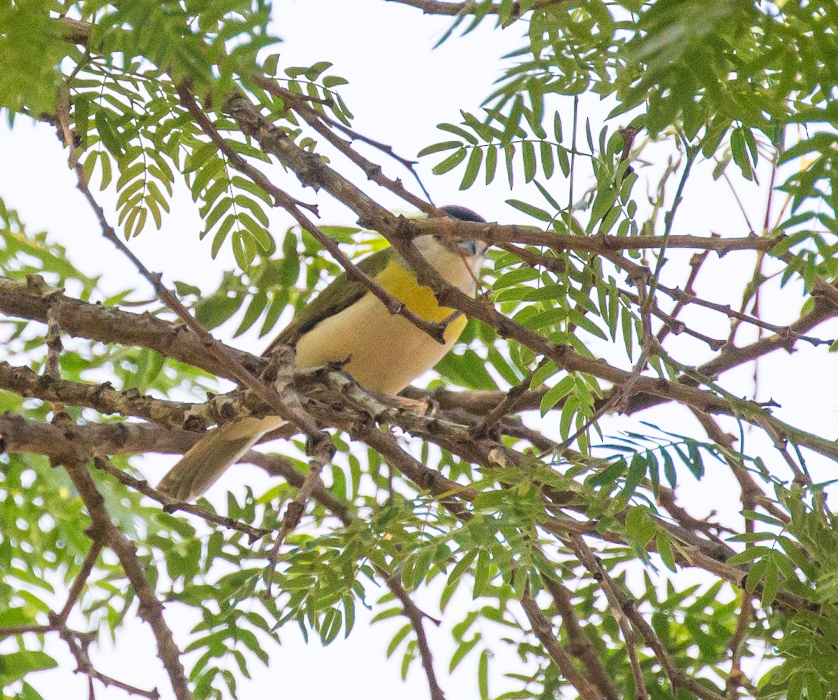 Green-backed Becard - Meg Barron