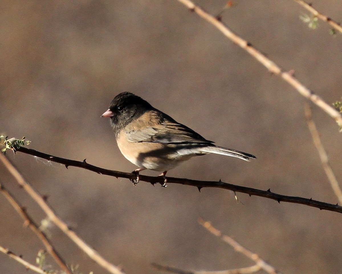 Dark-eyed Junco - ML79794201