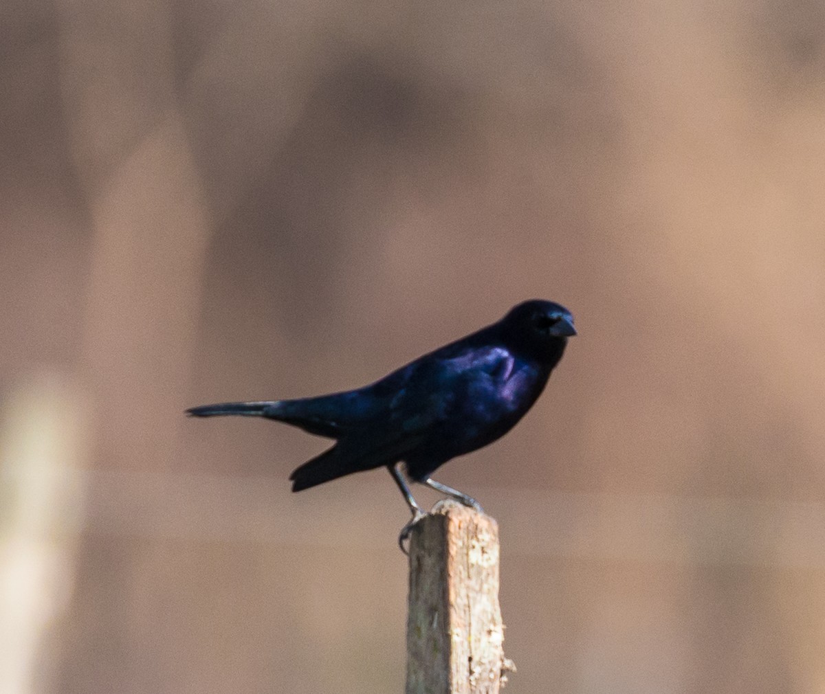 Shiny Cowbird - Meg Barron