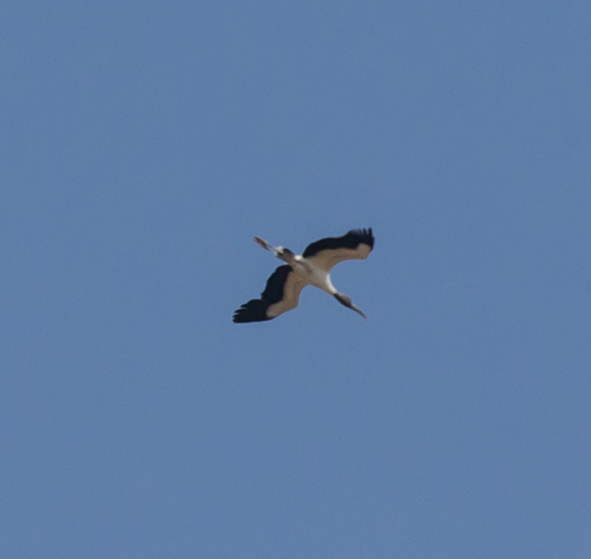 Wood Stork - ML79797861