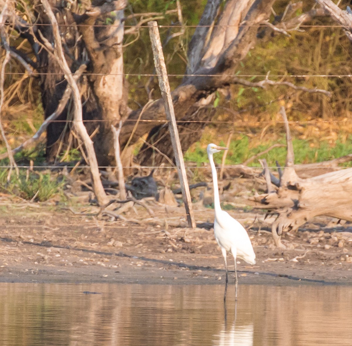 Great Egret - ML79798181