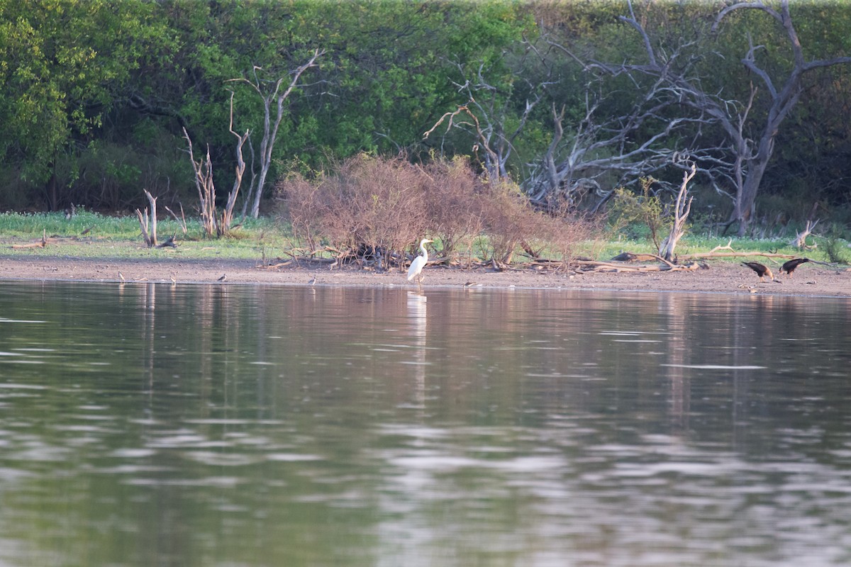 Great Egret - ML79798191