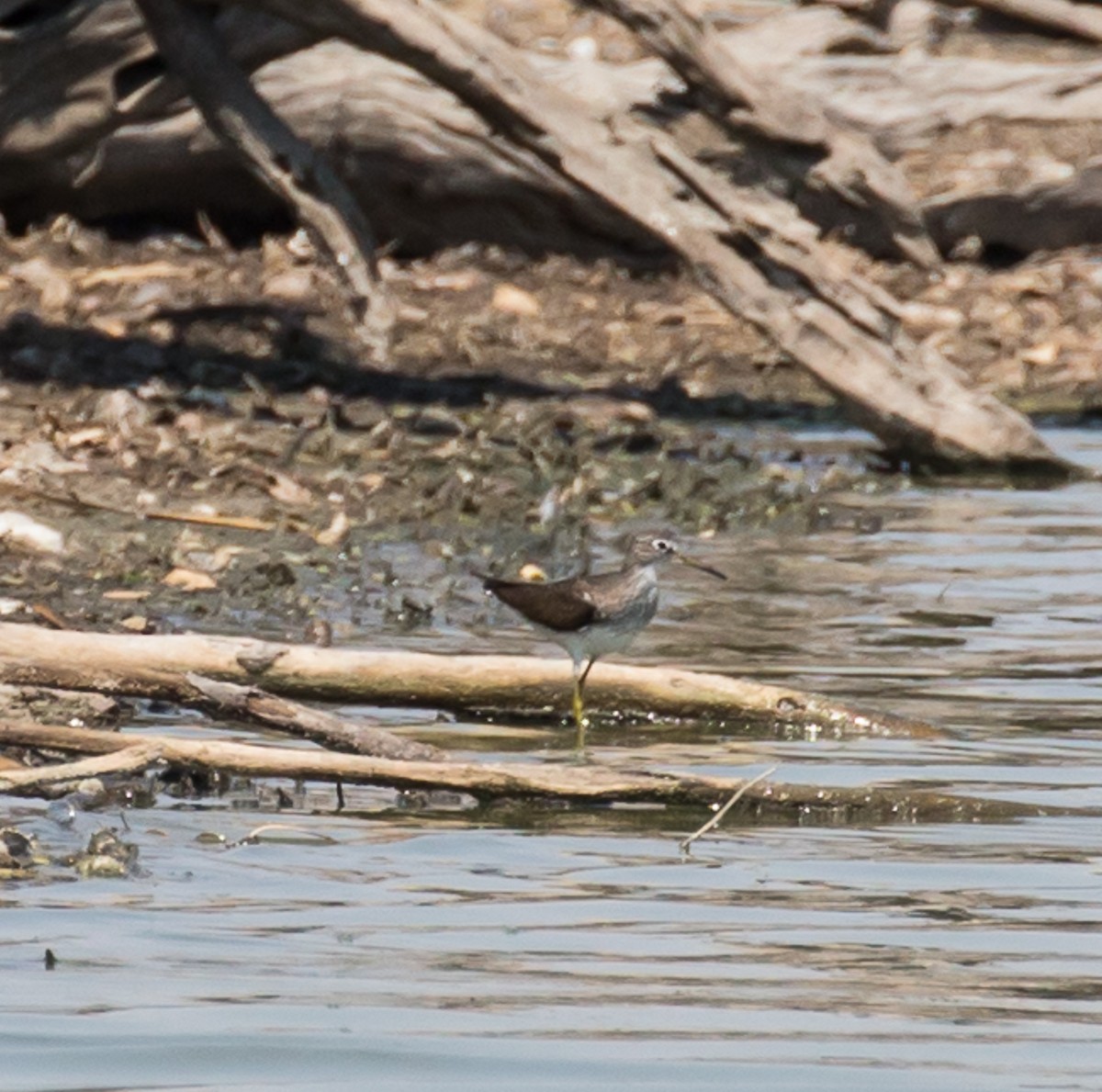 Solitary Sandpiper - ML79798811