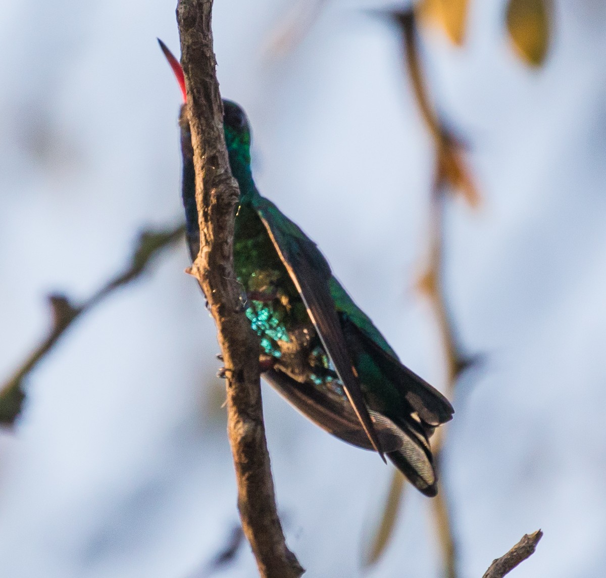 kolibřík lesklobřichý - ML79799141