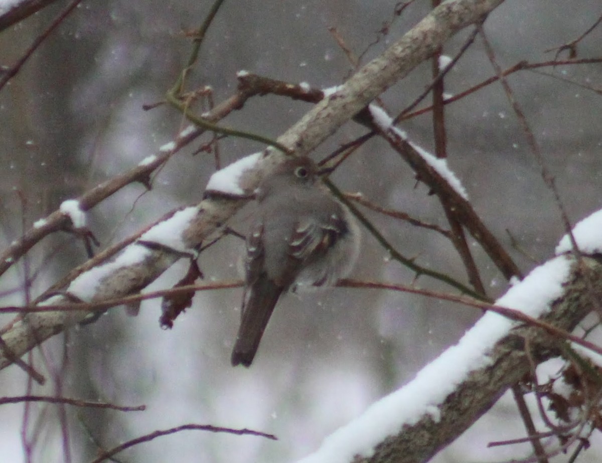 Townsend's Solitaire - ML79799481