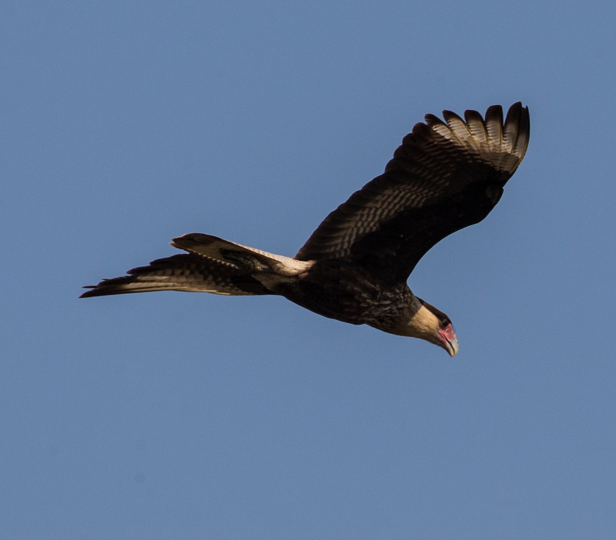 Crested Caracara (Southern) - Meg Barron