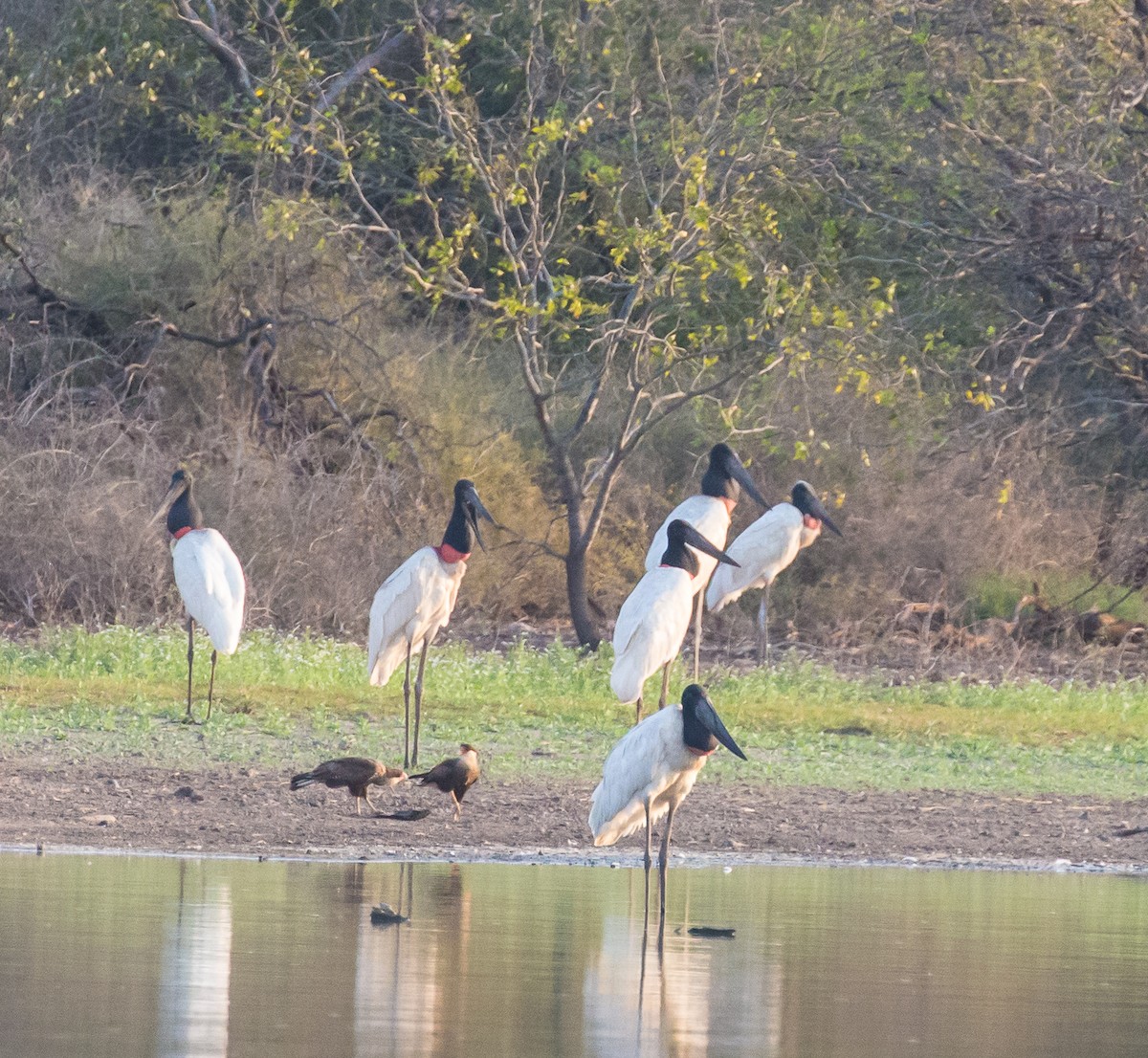 Caracara huppé (plancus) - ML79799731