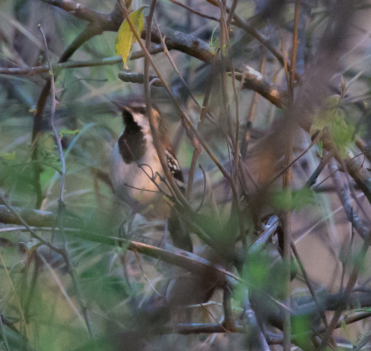 Stripe-backed Antbird - ML79799801