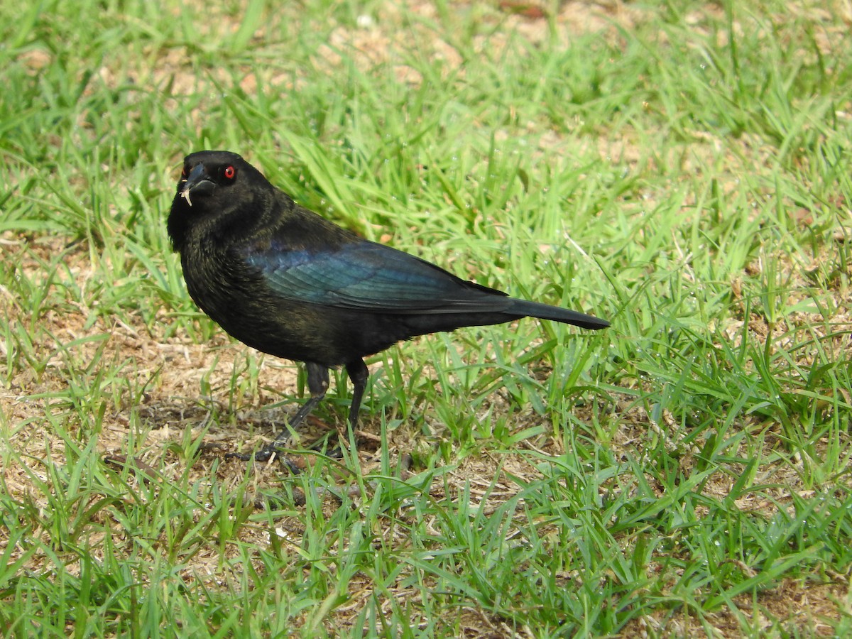 Bronzed Cowbird - ML79800121