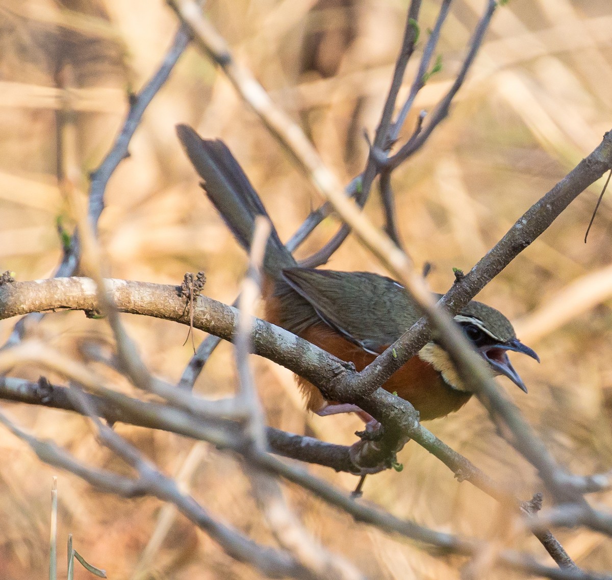 Olivscheitel-Bandvogel - ML79800381