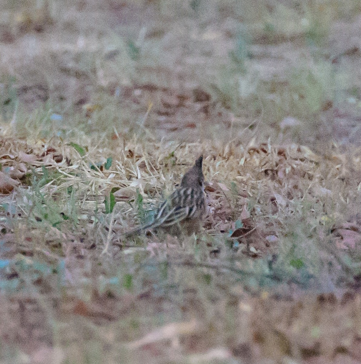 Lark-like Brushrunner - ML79800671