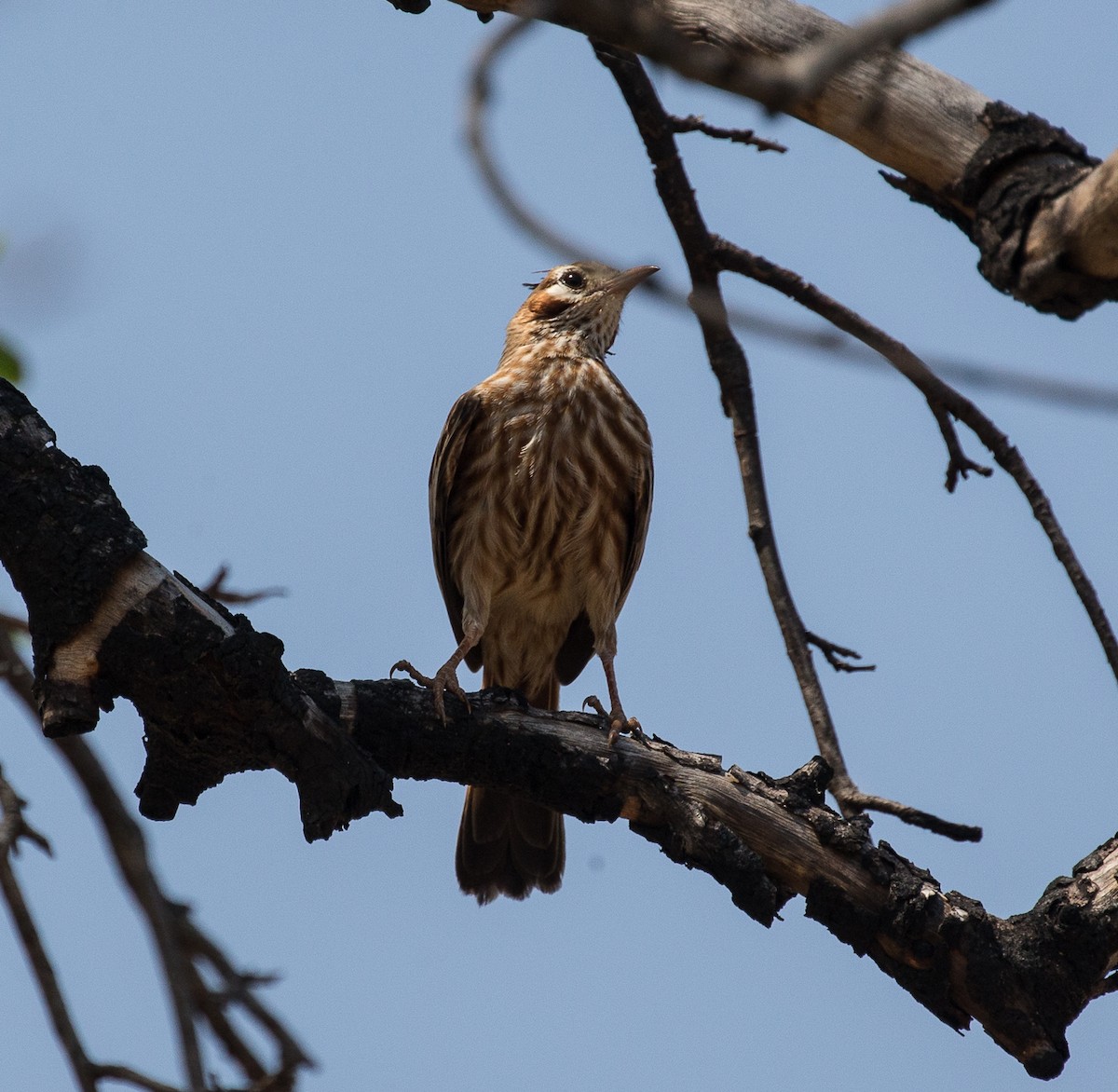Lark-like Brushrunner - ML79800711