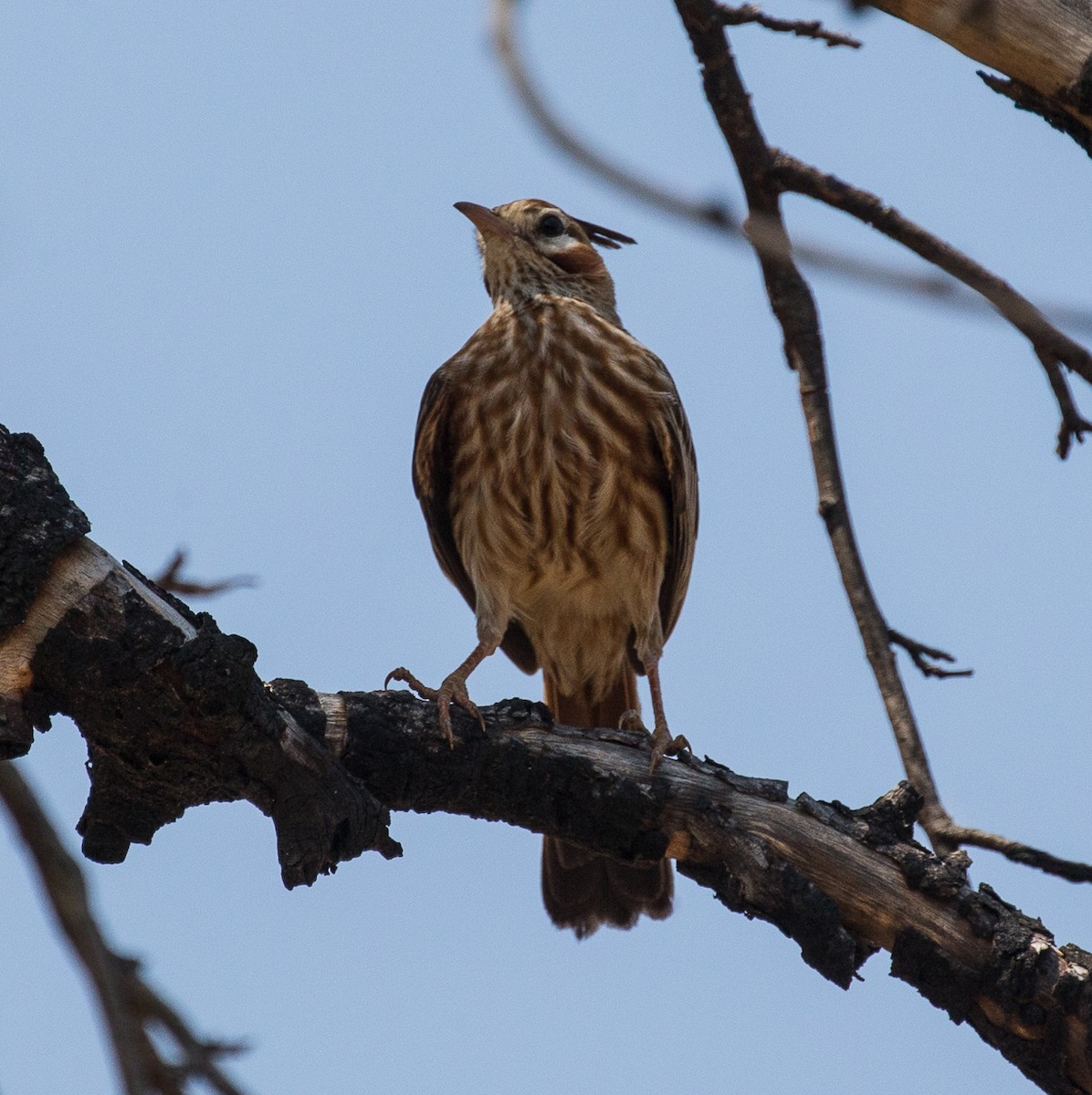 Lark-like Brushrunner - ML79800721