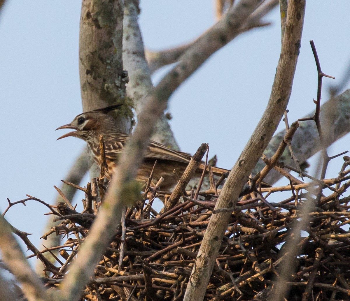 Lark-like Brushrunner - ML79800771