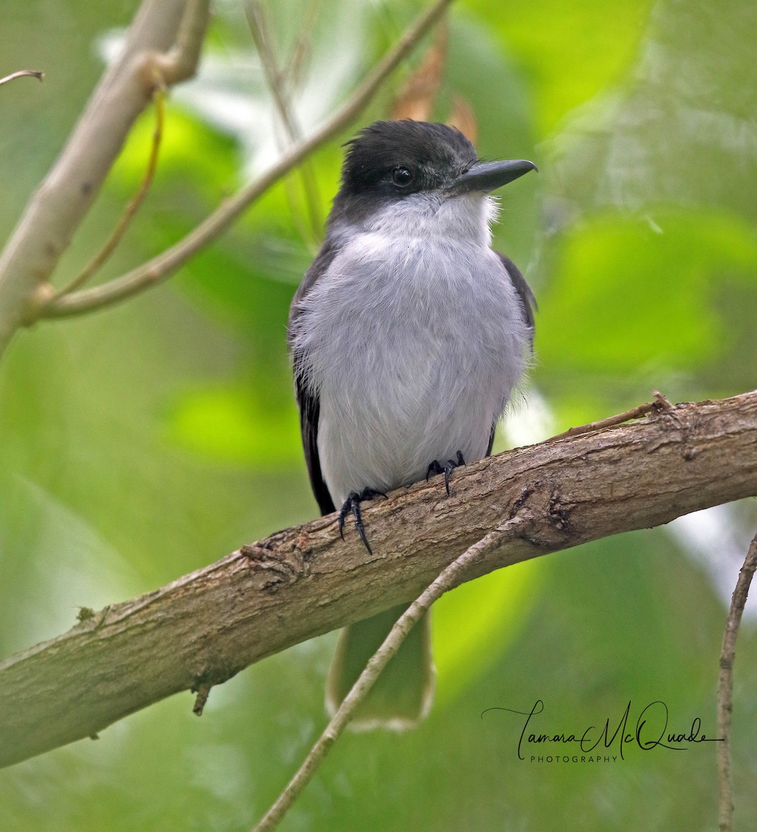 Loggerhead Kingbird - ML79800941