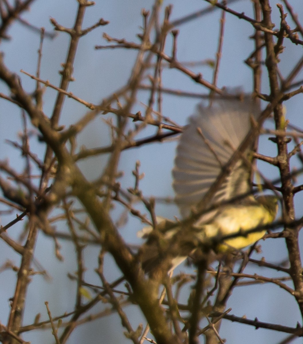 Greater Wagtail-Tyrant - ML79801111