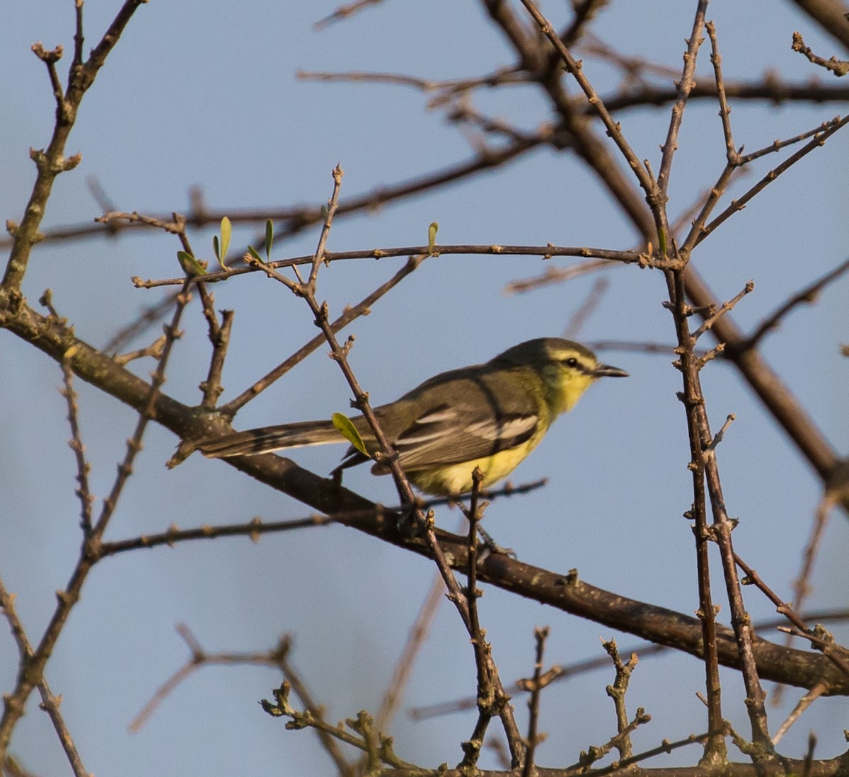 Greater Wagtail-Tyrant - ML79801121