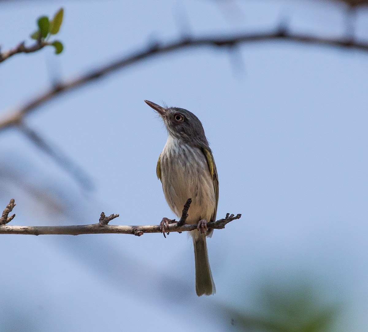 Pearly-vented Tody-Tyrant - ML79801181
