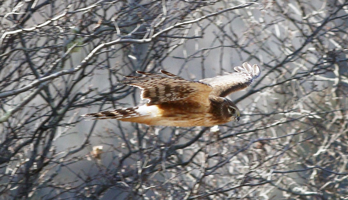 Northern Harrier - ML79802461