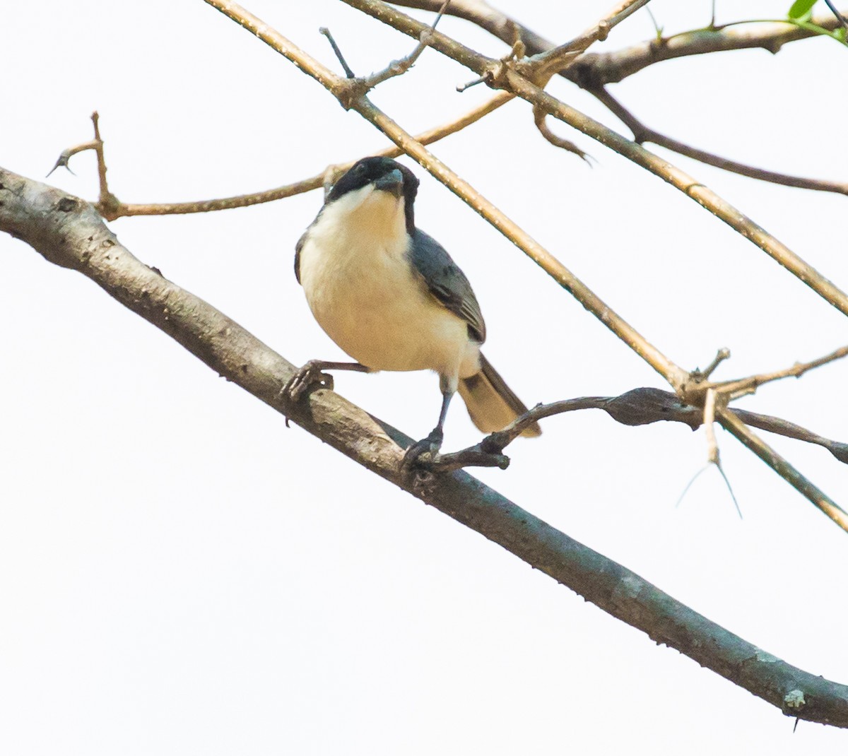 Black-capped Warbling Finch - ML79802521