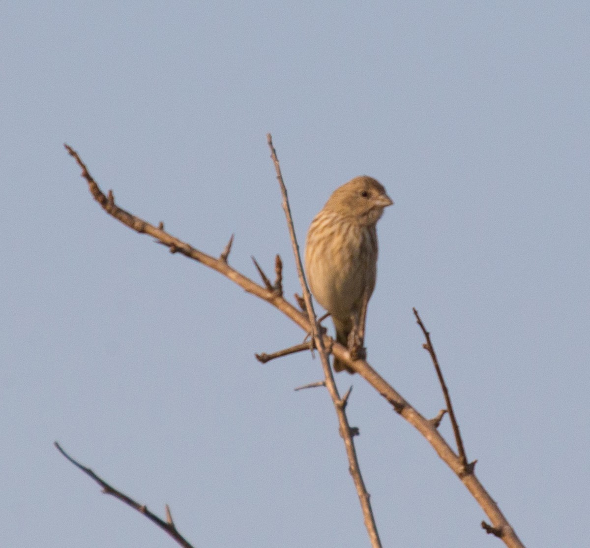 Saffron Finch - ML79802881