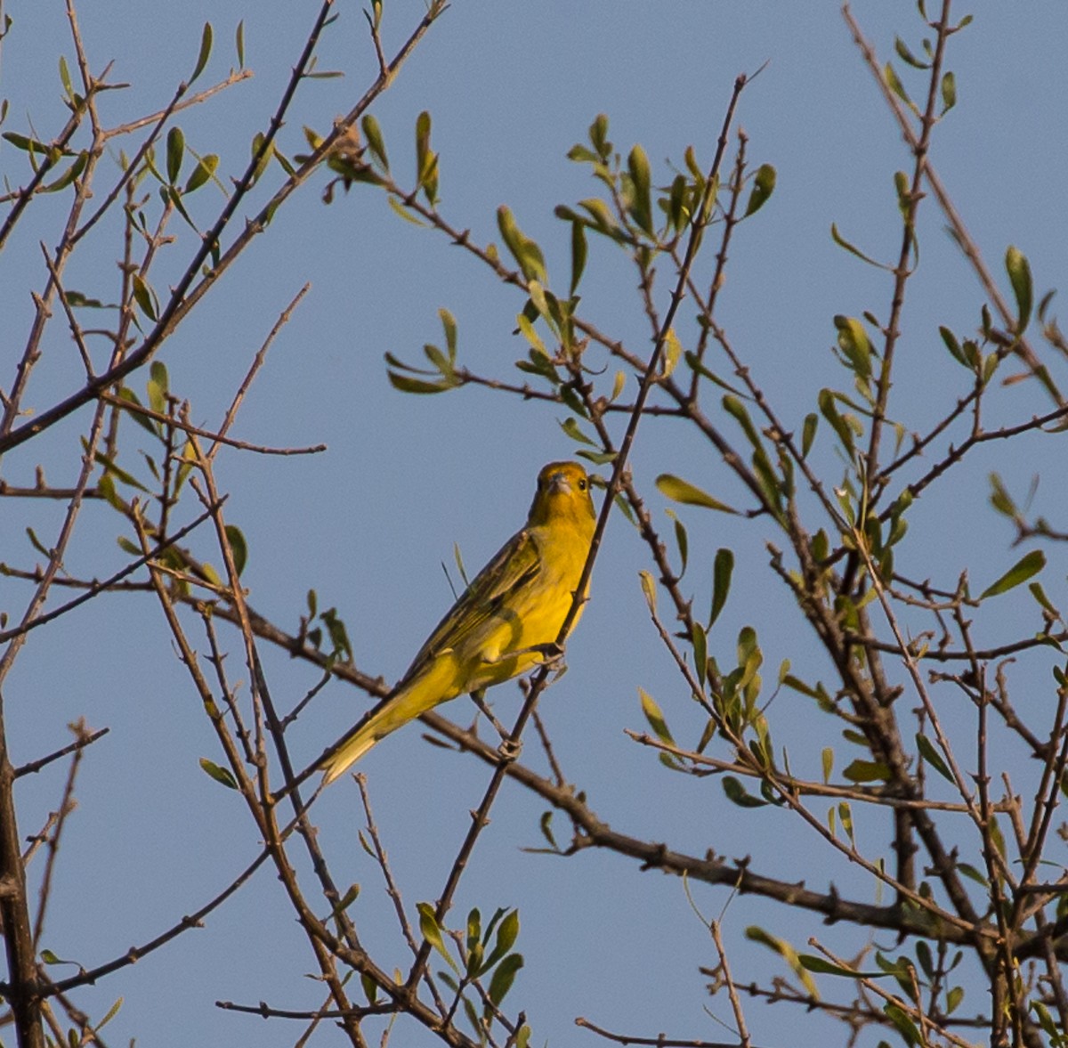 Saffron Finch - ML79802921