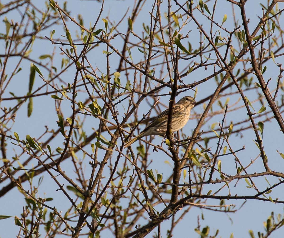 Saffron Finch - ML79802951