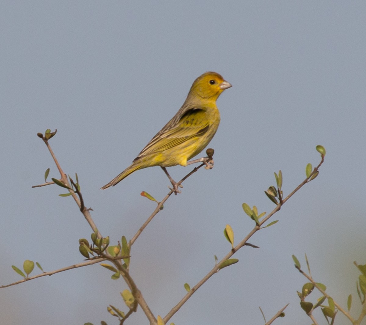 Saffron Finch - Meg Barron